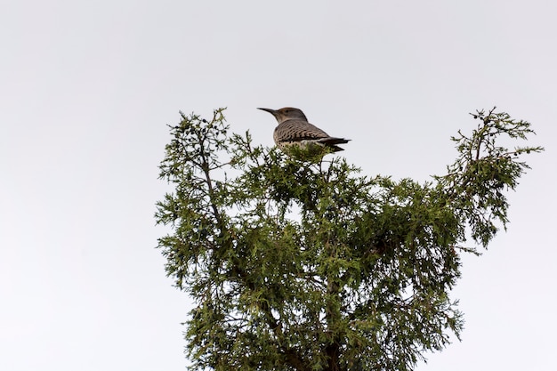 Northern Redshafted Flicker Colaptes auratus