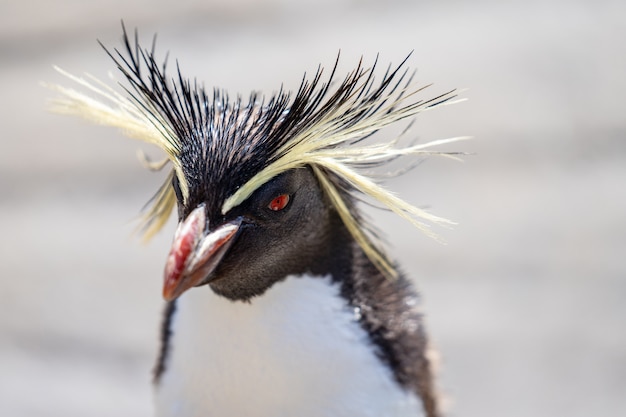 Northern Rockhopper Pinguin, Moseleys Rockhopper Pinguin oder Moseleys Pinguin