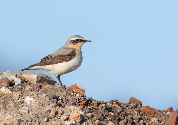 Northern wheatear Oenanthe oenanthe Un pájaro se posa sobre una roca