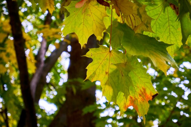 Foto noruega acer platanoides hojas de otoño