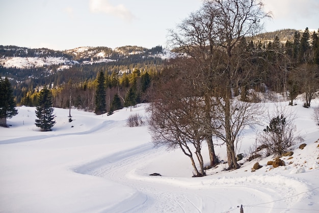 Noruega neve paisagens floresta montanhas