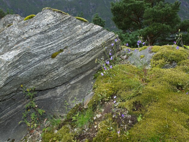 Foto noruega y noruega