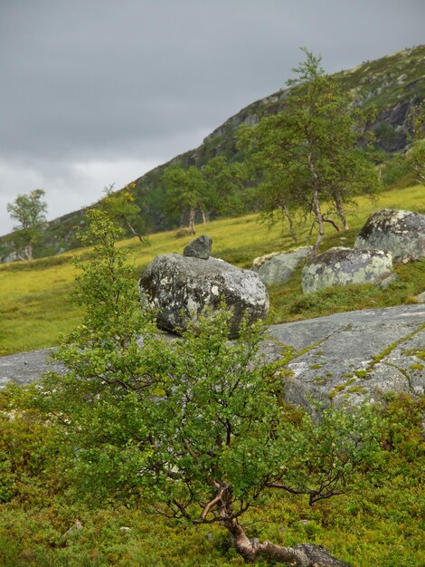 Foto noruega y noruega