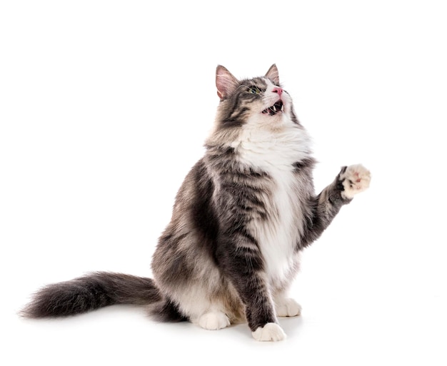 Norwegische Waldkatze