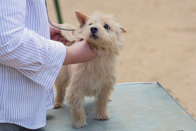 Norwich Terrier auf einer Hundeausstellung
