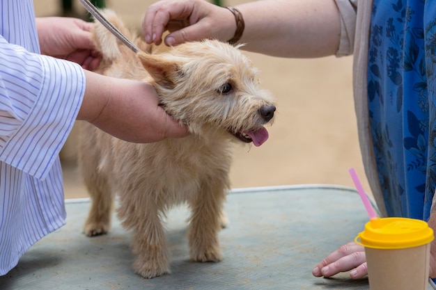 Norwich Terrier en una exposición canina