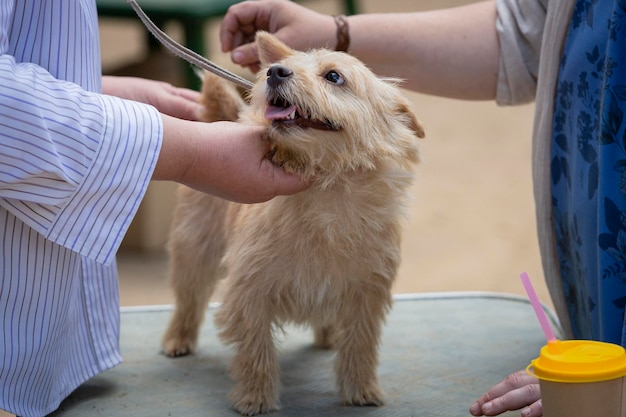 Norwich Terrier en una exposición canina