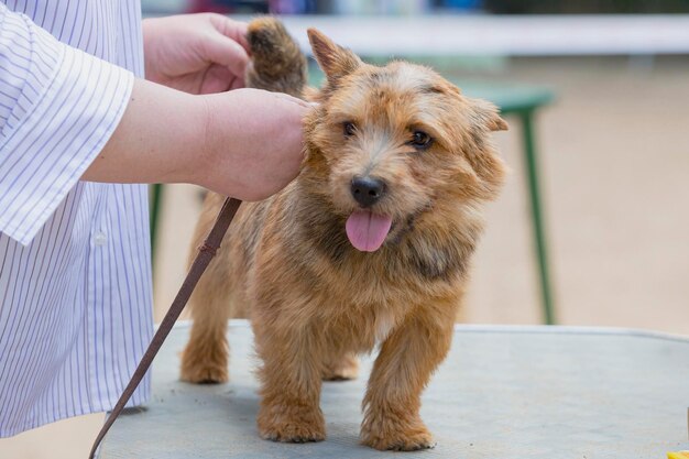 Norwich Terrier en una exposición canina