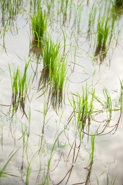 Nos campos de arroz.