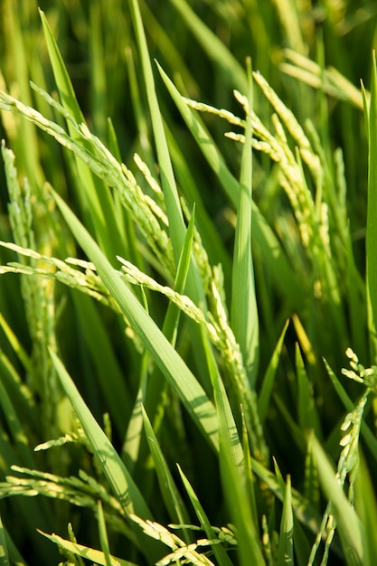 Nos campos de arroz.