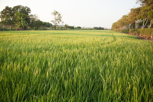 Nos campos de arroz.
