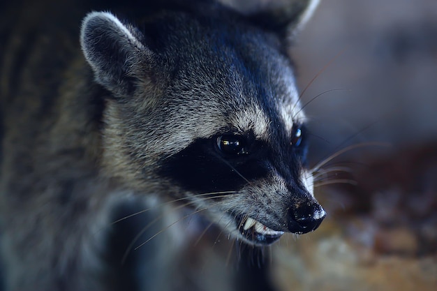 nosoha salvaje, mapache americano, animal en estado salvaje