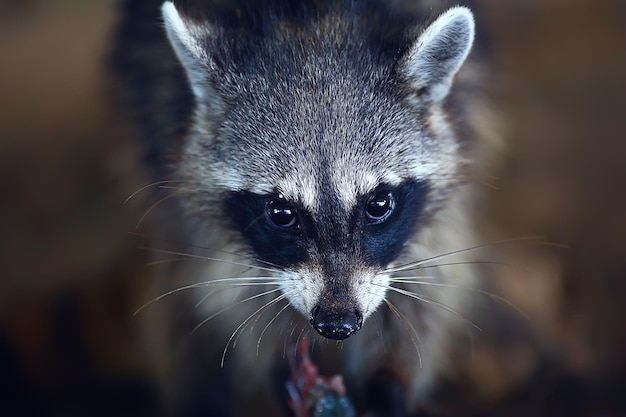 nosoha salvaje, mapache americano, animal en estado salvaje