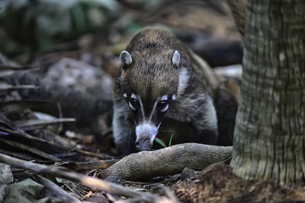 nosoha salvaje, mapache americano, animal salvaje