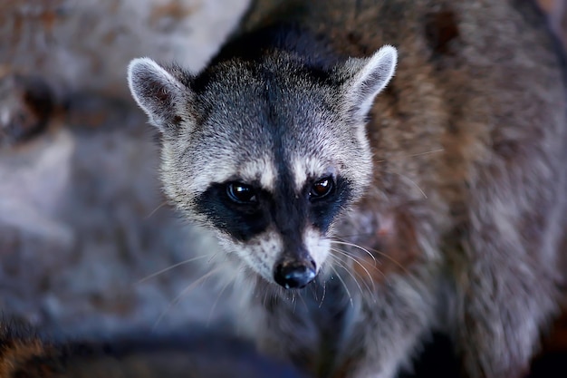 nosoha selvagem, guaxinim americano, animal na selva