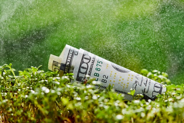 Nota de dólar americano sobre fundo verde natural.