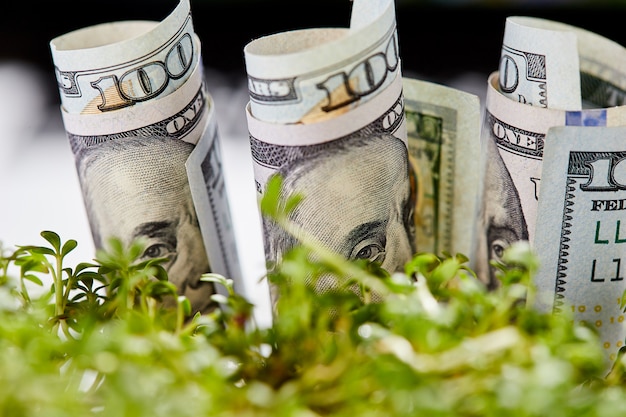 Foto nota de dólar americano sobre fundo verde natural.