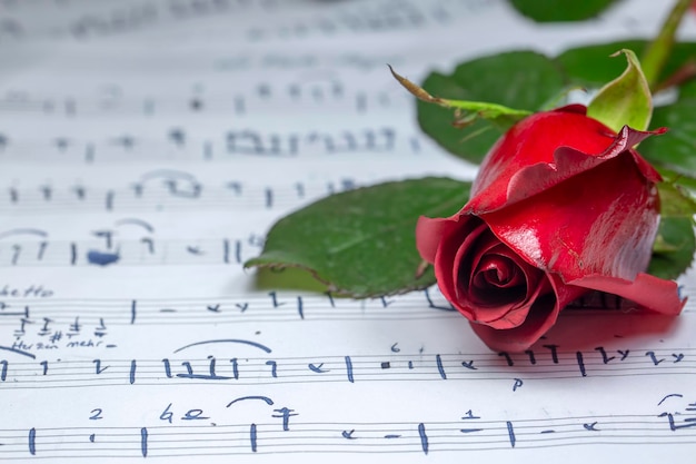 Notas musicales y rosa roja.