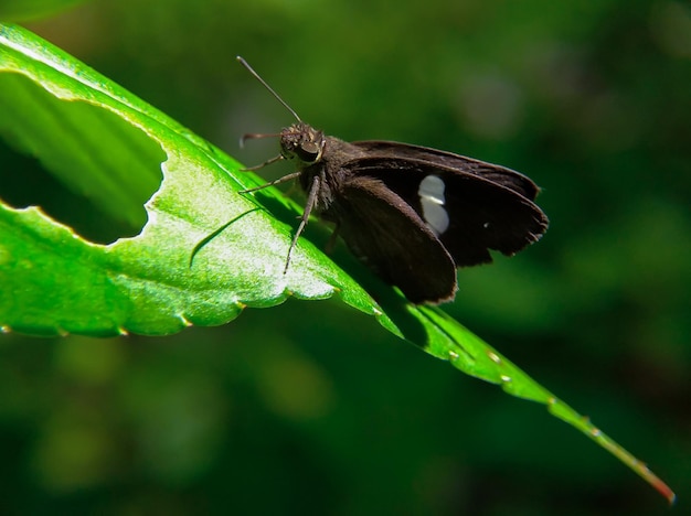 Notocrypta paralysos Schmetterling auf einem grünen Blatt