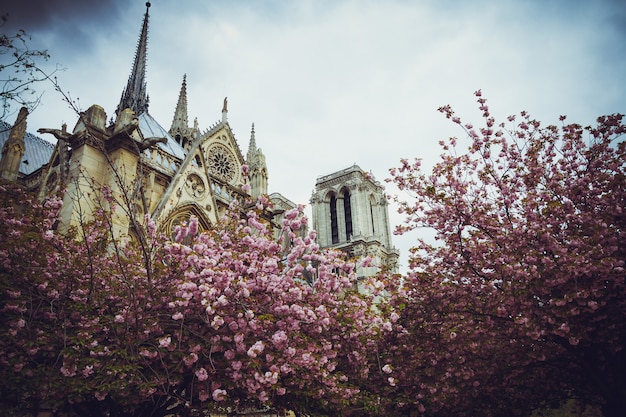 Notre Dame na primavera no contexto da flor de maçã