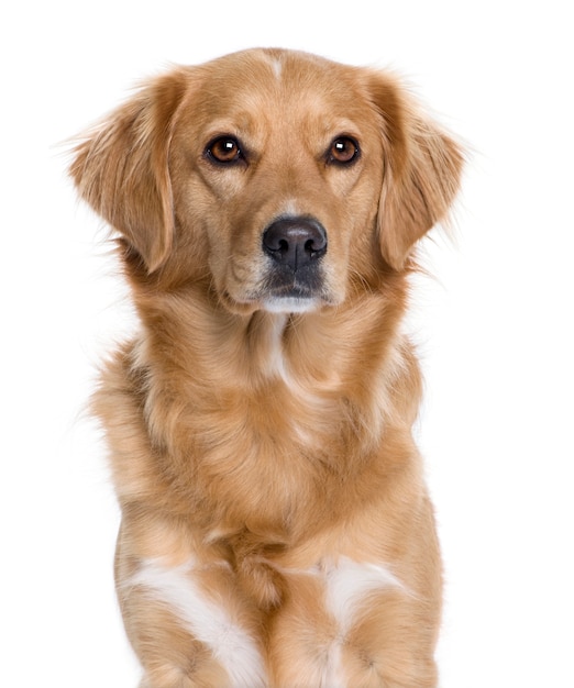 Nova Escócia Duck Rolling Retriever, 5 anos. Retrato de cachorro isolado