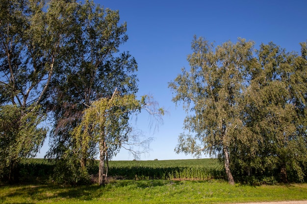 Nova folhagem jovem de bordos na primavera