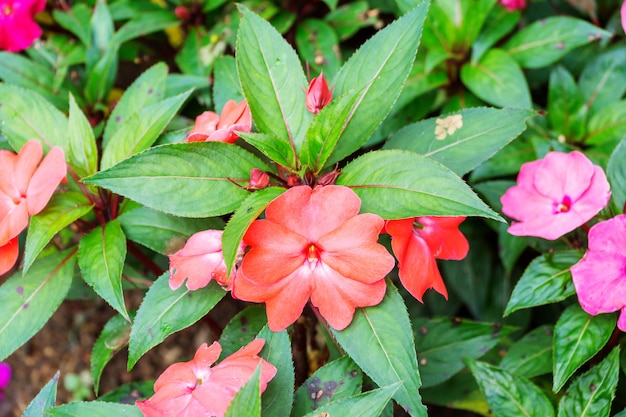 Nova guiné vermelha impatiens no jardim. | Foto Premium