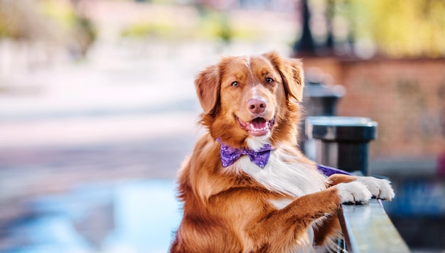 Nova scotia duck tolling retriever cão