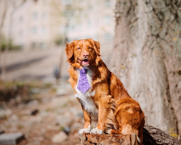 Nova Scotia Duck Tolling Retriever cão