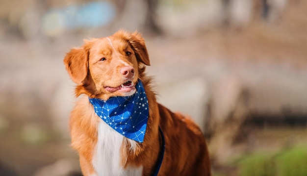 Nova Scotia Duck Tolling Retriever cão