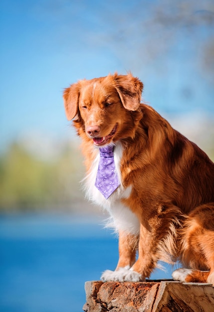 Nova Scotia Duck Tolling Retriever cão