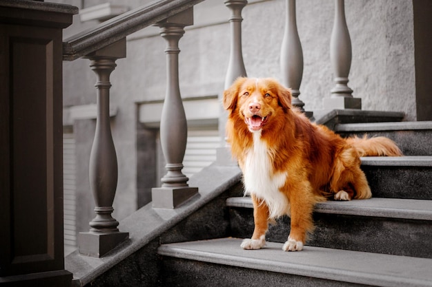 Nova Scotia Duck Tolling Retriever cão