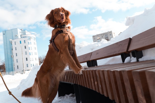 Nova Scotia Duck Tolling Retriever Hund geht in der Winterstadt spazieren