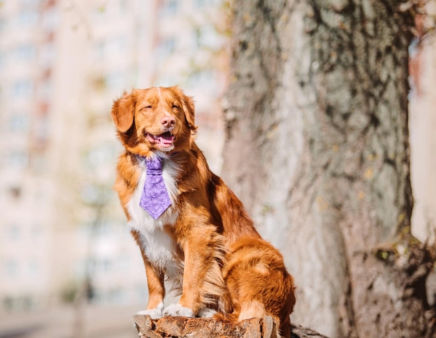 Nova Scotia Duck Tolling Retriever-Hund