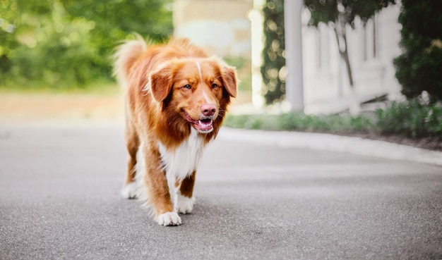 Nova Scotia Duck Tolling Retriever-Hund