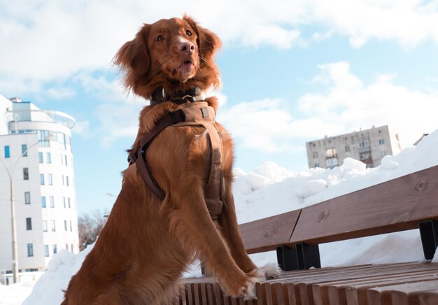 Nova Scotia Duck Tolling Retriever perro caminando en la ciudad de invierno