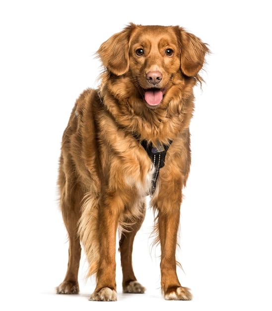 Nova Scotia Duck Tolling Retriever Toller steht gegen whi