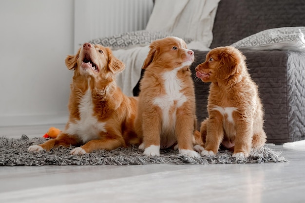 Nova Scotia retriever cão e seus dois cachorros estão em uma sala brilhante com o retriever sendo um toller