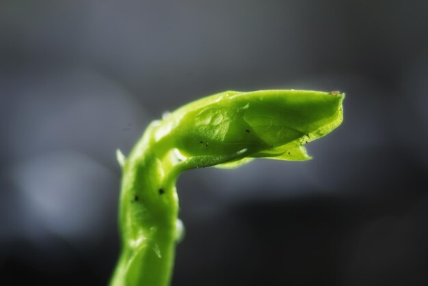 Nova semente de grama verde