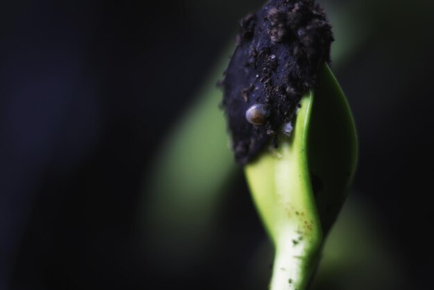 Nova semente de grama verde