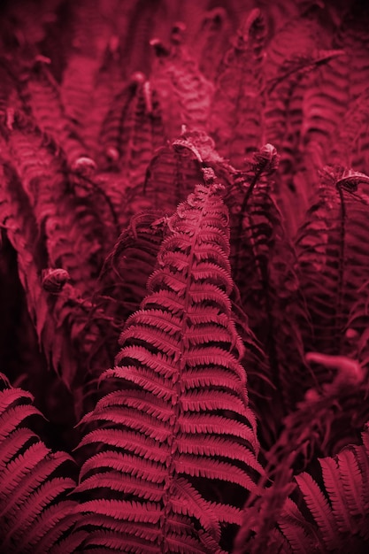 Nova tendência de 2023 PANTONE 18-1750 cor Viva Magenta