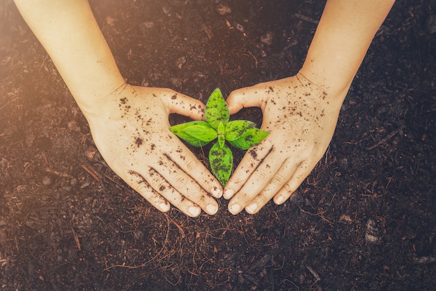 Nova vida de mudas de plantas jovens cresce em solo preto