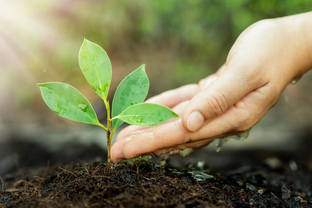 Nova vida de mudas de plantas jovens cresce em solo preto