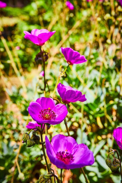 Nova vida e começos em flores roxas em flor em um dia de verão muito brilhante com pequenos brotos