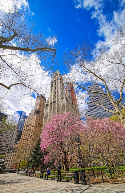 Nova York, EUA - 24 de abril de 2015: Árvores em flor no City Hall Park em Lower Manhattan, Nova York, EUA. Arranha-céus ao fundo. Os turistas estão relaxando no parque