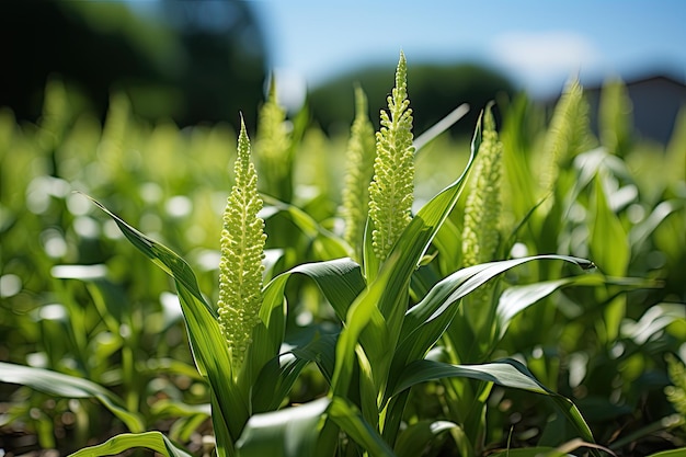 Novas espigas de milho estão erguidas em um campo vibrante, simbolizando a generosidade da agricultura de verão.