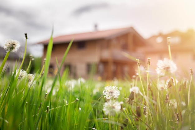 Novas flores caseiras de dente-de-leão na frente de uma casa na primavera