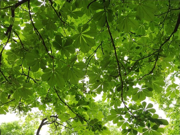 Novas folhas em uma árvore de castanheiro Ramos e folhas de castanheiros na floresta fotografados de baixo com luz de fundo Fundo bonito da planta