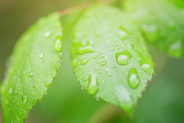 Novas folhas jovens são verdes com gotas de água durante a chuva natureza da primavera