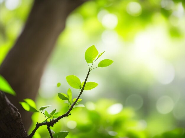 Novas folhas verdes nascidas em árvores velhas, ideias para renovação